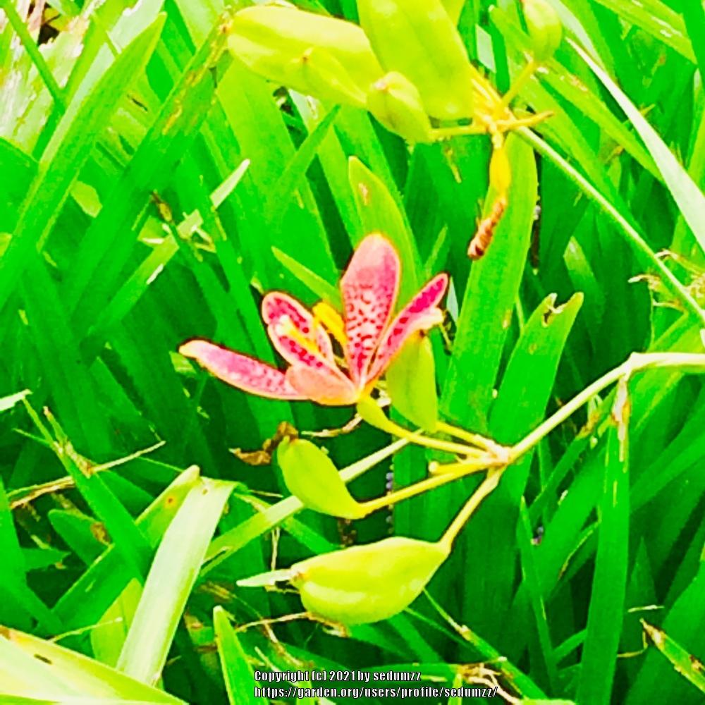 Photo of Species Iris (Iris domestica) uploaded by sedumzz