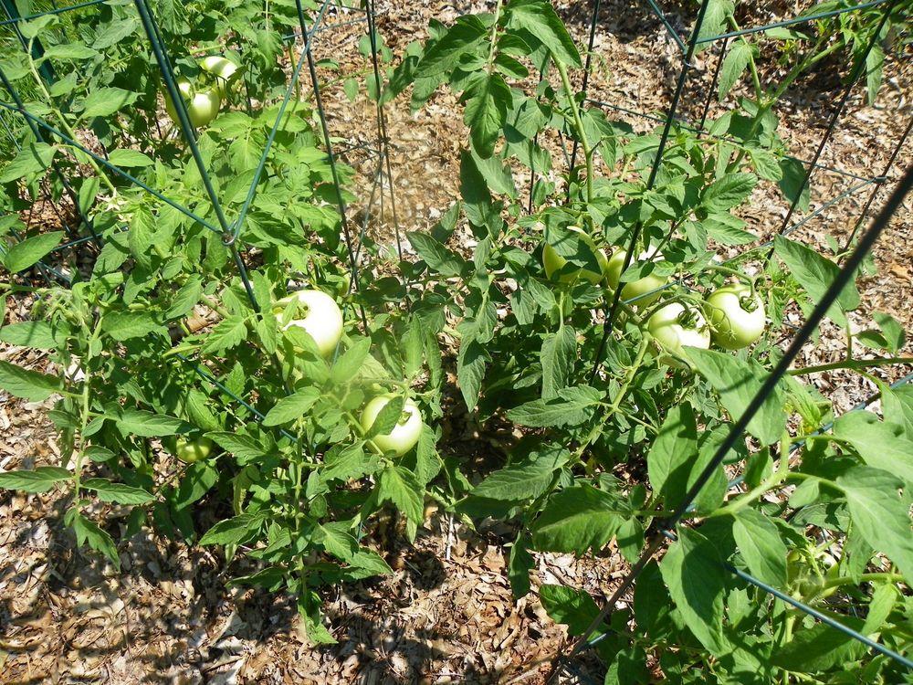 Photo of Tomato (Solanum lycopersicum 'Bella Rosa') uploaded by Newyorkrita