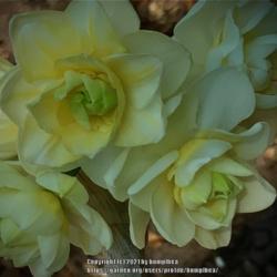 Location: My garden
Date: 7-21-21
Summer daffodil narcissus erlicheer