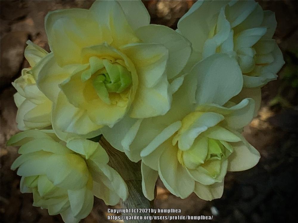 Photo of Double Daffodil (Narcissus 'Erlicheer') uploaded by bumplbea