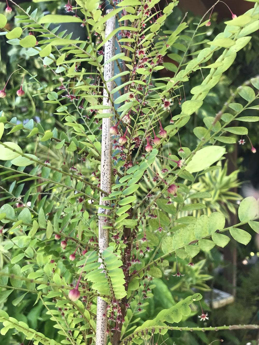 Photo of Phyllanthus pulcher uploaded by nativeplantlover
