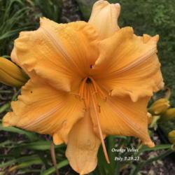 Location: Downers Grove, IL
Date: 2021-07-29
Orange Velvet Poly (4 petals, 4 sepals)