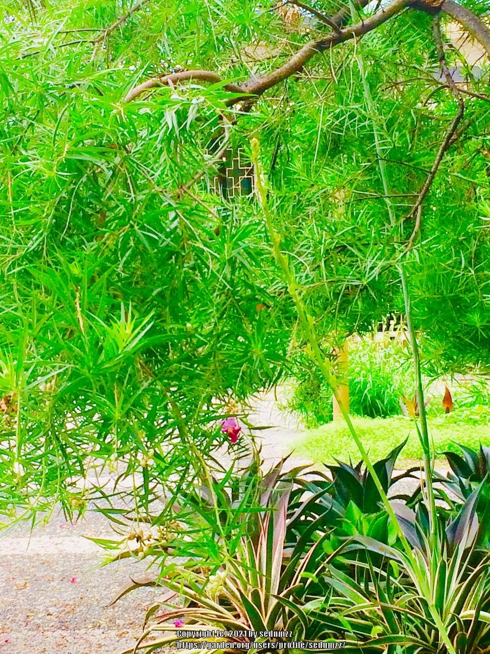 Photo of Desert Willow (Chilopsis linearis) uploaded by sedumzz