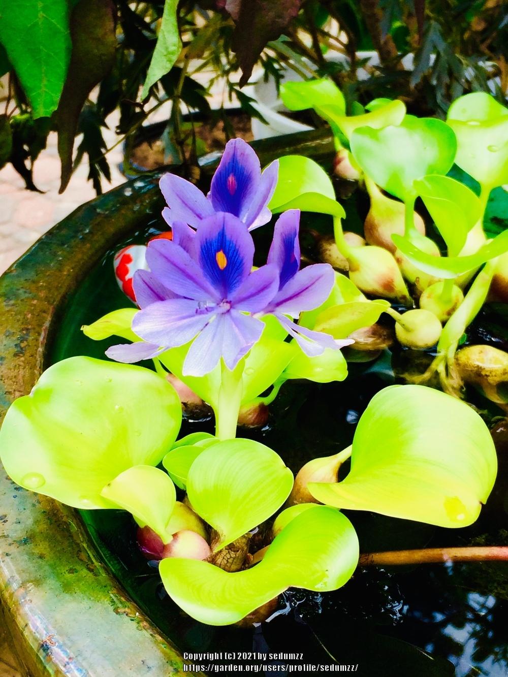 Photo of Water Hyacinth (Eichhornia crassipes) uploaded by sedumzz