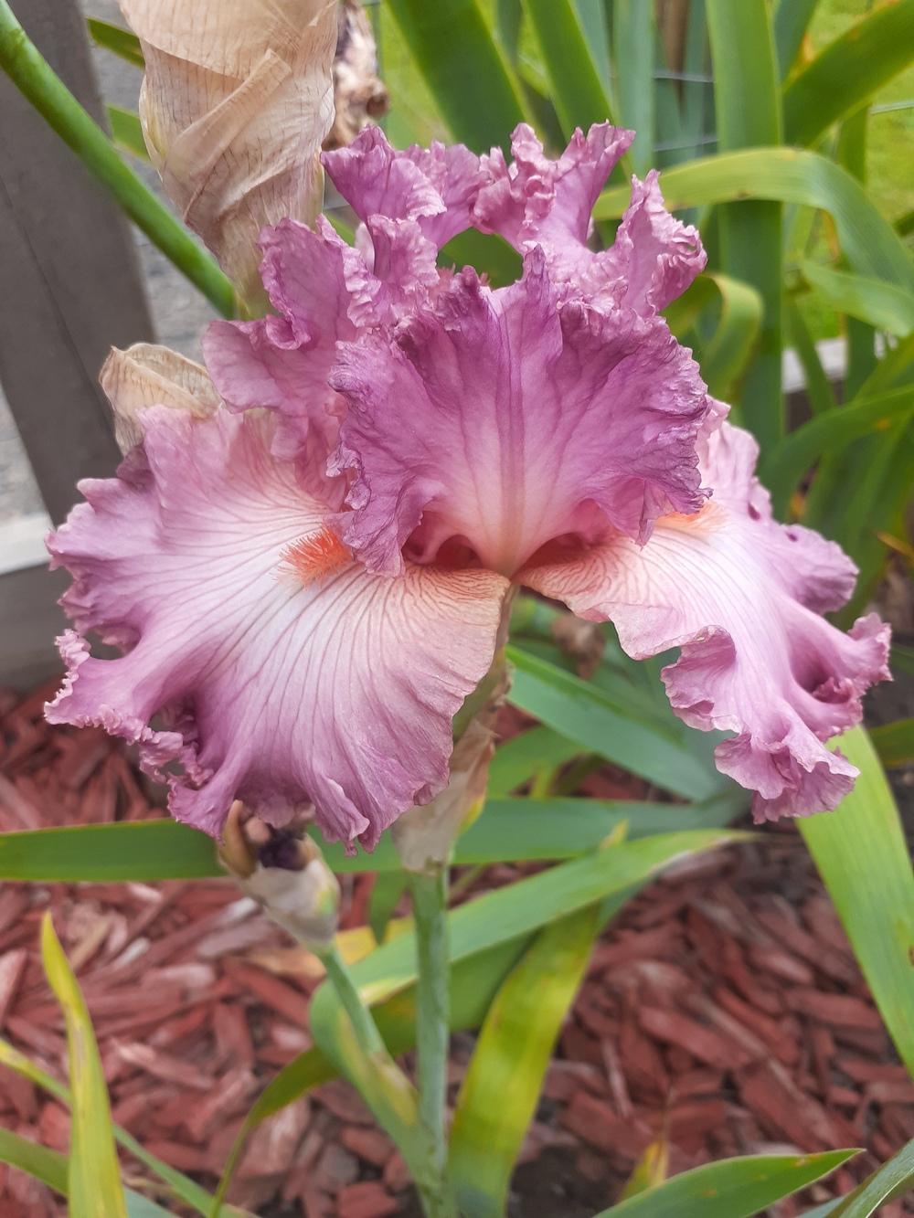 Photo of Tall Bearded Iris (Iris 'Social Graces') uploaded by PaulaHocking