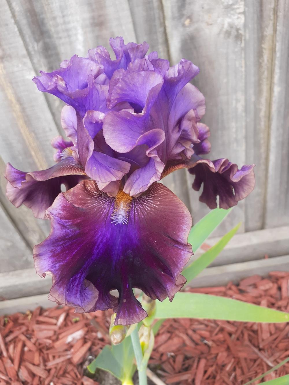 Photo of Tall Bearded Iris (Iris 'Electric Candy') uploaded by PaulaHocking