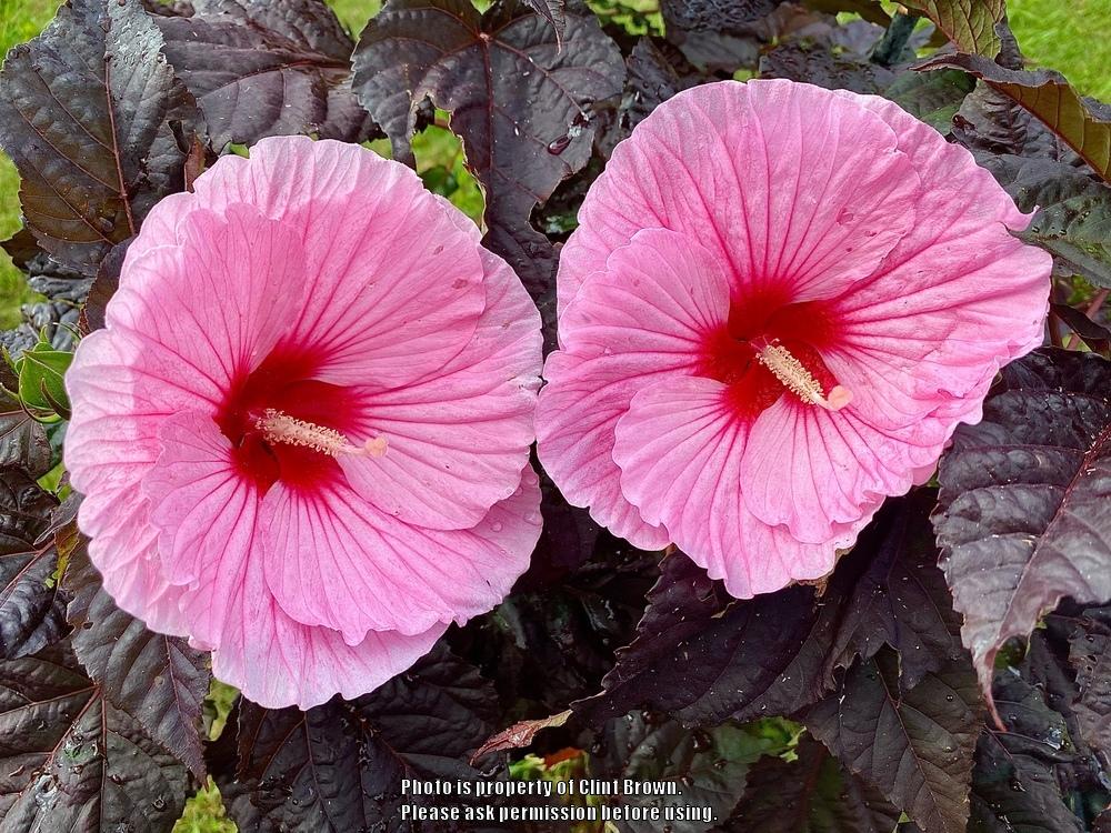 Photo of Hybrid Hardy Hibiscus (Hibiscus Summerific™ Edge of Night) uploaded by clintbrown