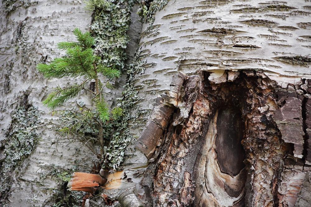 Photo of White Spruce (Picea glauca) uploaded by ignova