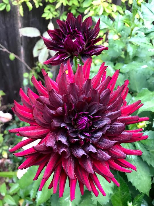 Photo of Dahlia 'Hollyhill Black Beauty' uploaded by pmpauley