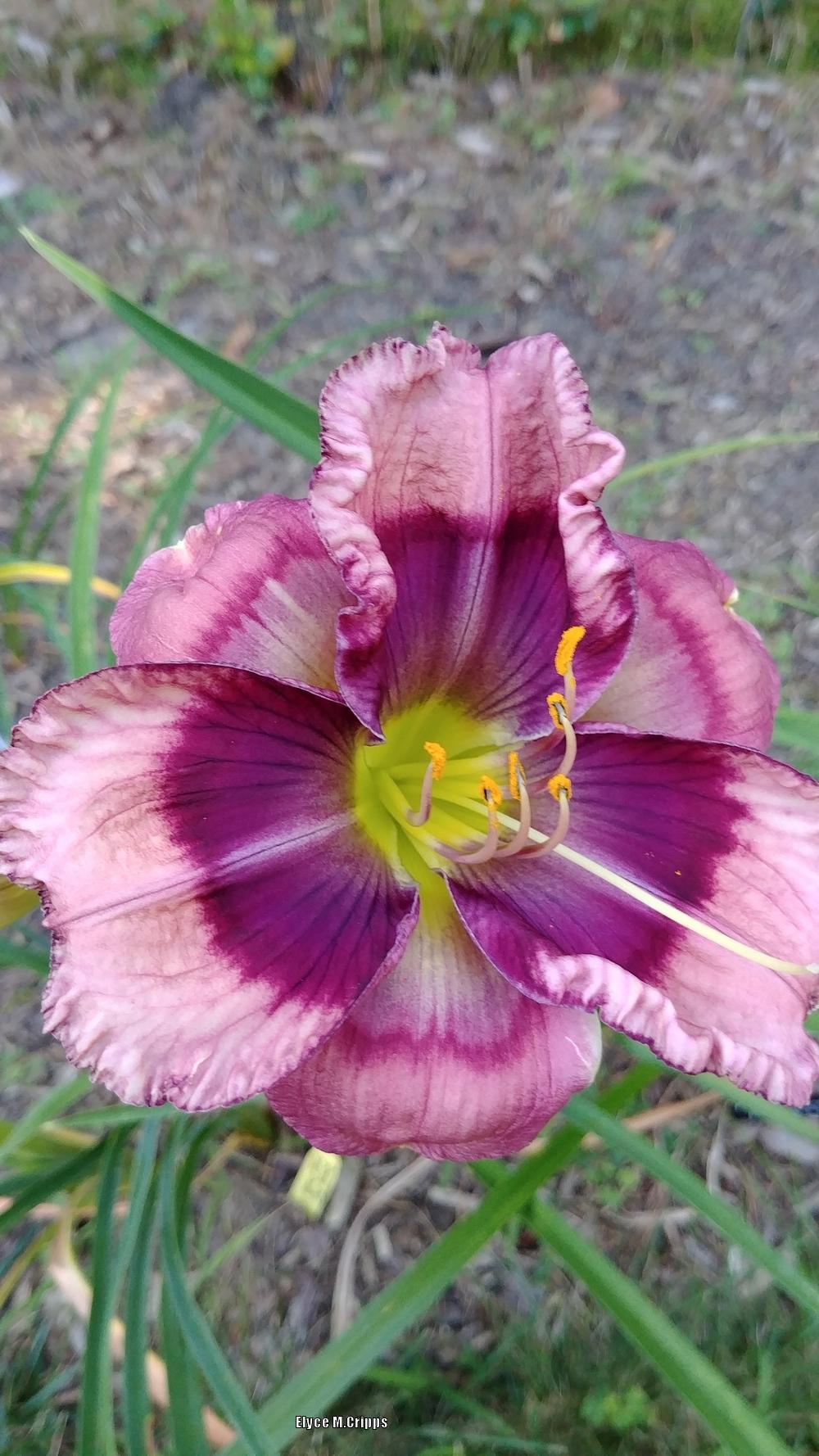 Photo of Daylily (Hemerocallis 'Across the Great Divide') uploaded by ElyceC