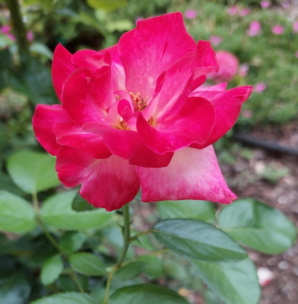 Photo of Rose (Rosa 'Dick Clark') uploaded by LindsayG