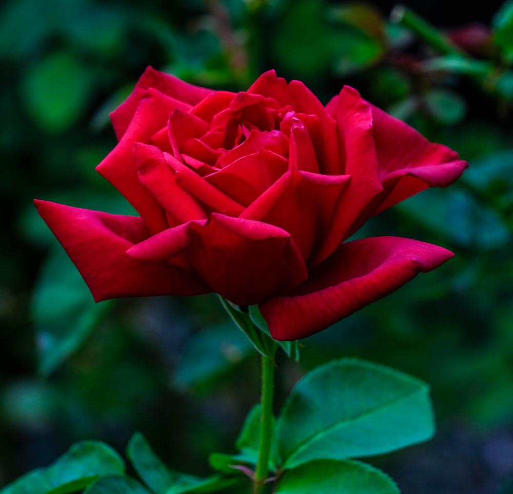 Photo of Rose (Rosa 'Chrysler Imperial') uploaded by AnnKNCalif