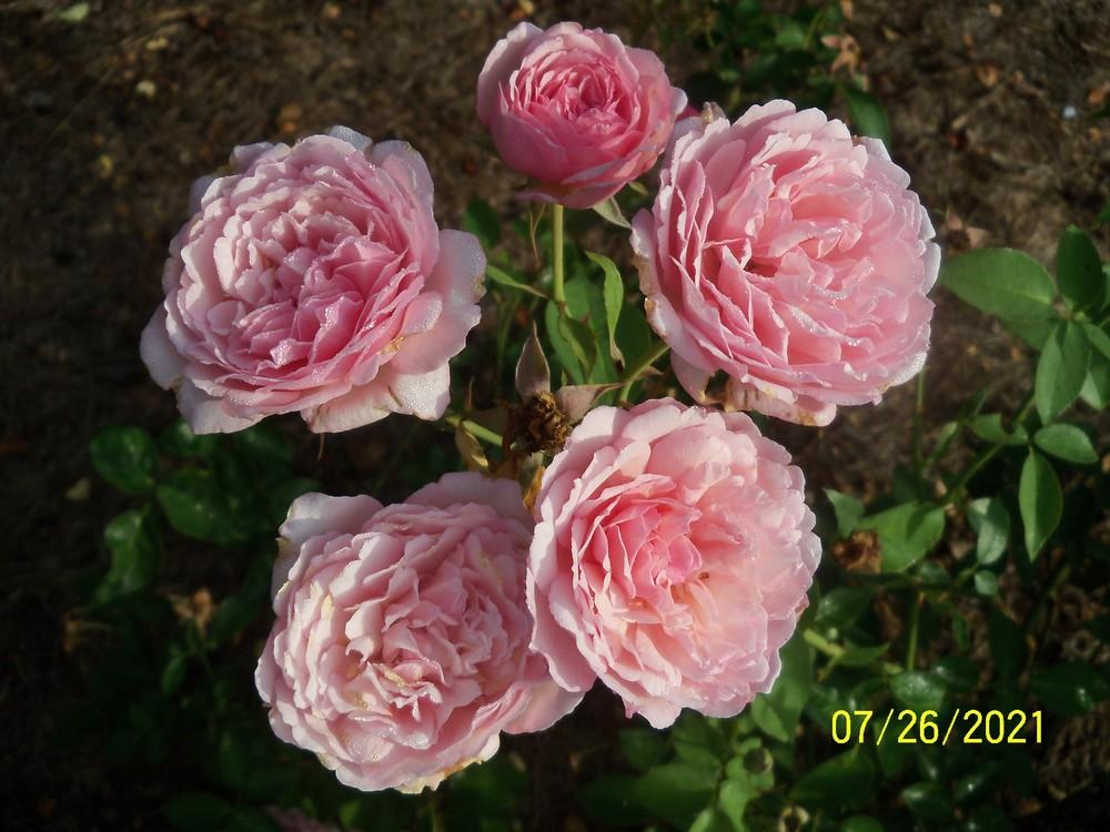 Photo of Rose (Rosa 'Duchesse de Brabant') uploaded by Avedon
