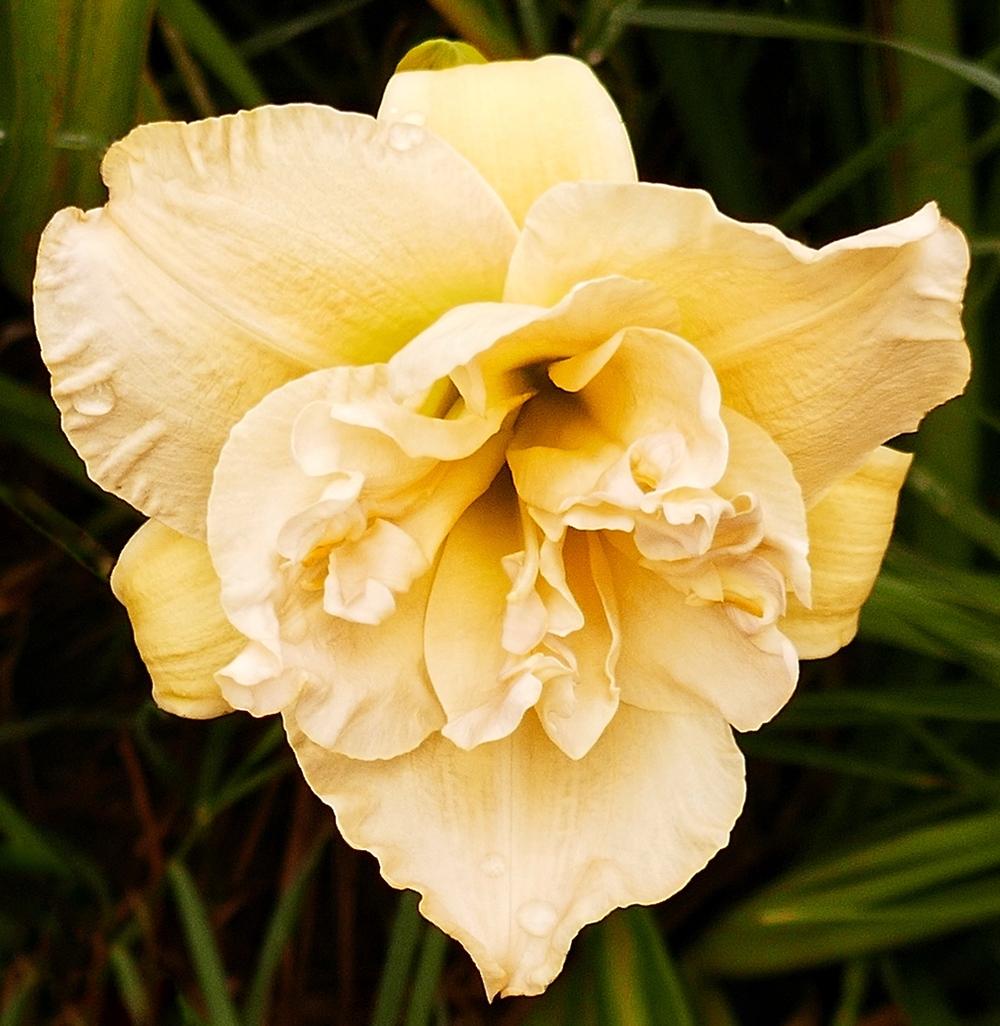 Photo of Daylily (Hemerocallis 'Jean Swann') uploaded by Charlemagne