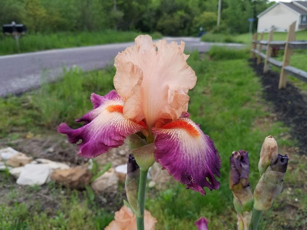 Photo of Tall Bearded Iris (Iris 'Come Away with Me') uploaded by DawnaE