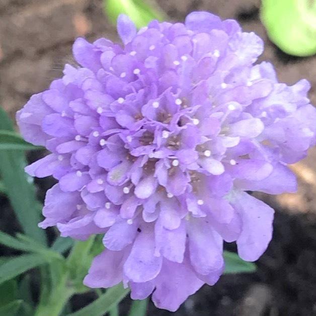 Photo of Pincushion Flower (Scabiosa columbaria 'Butterfly Blue') uploaded by MissAdventure