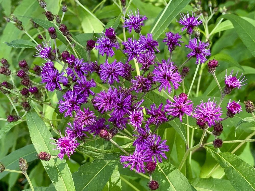 Photo of Smooth Ironweed (Vernonia fasciculata) uploaded by csandt