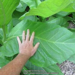 Location: All pictures taken in/on my gardens/greenhouse/property
Date: 2021-08-01
leaves are enormous