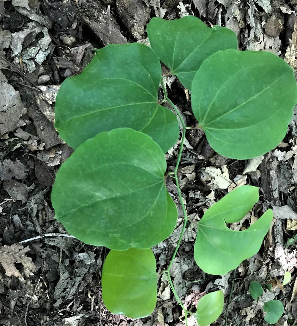 Photo of Round Leaf Greenbrier (Smilax rotundifolia) uploaded by nativeplantlover