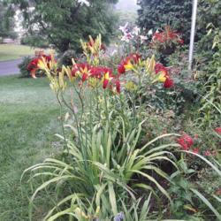 Location: Front Garden, Bucks County, PA
Date: July 15, 2021
With Lily Silk Road and Red Geranium Basket