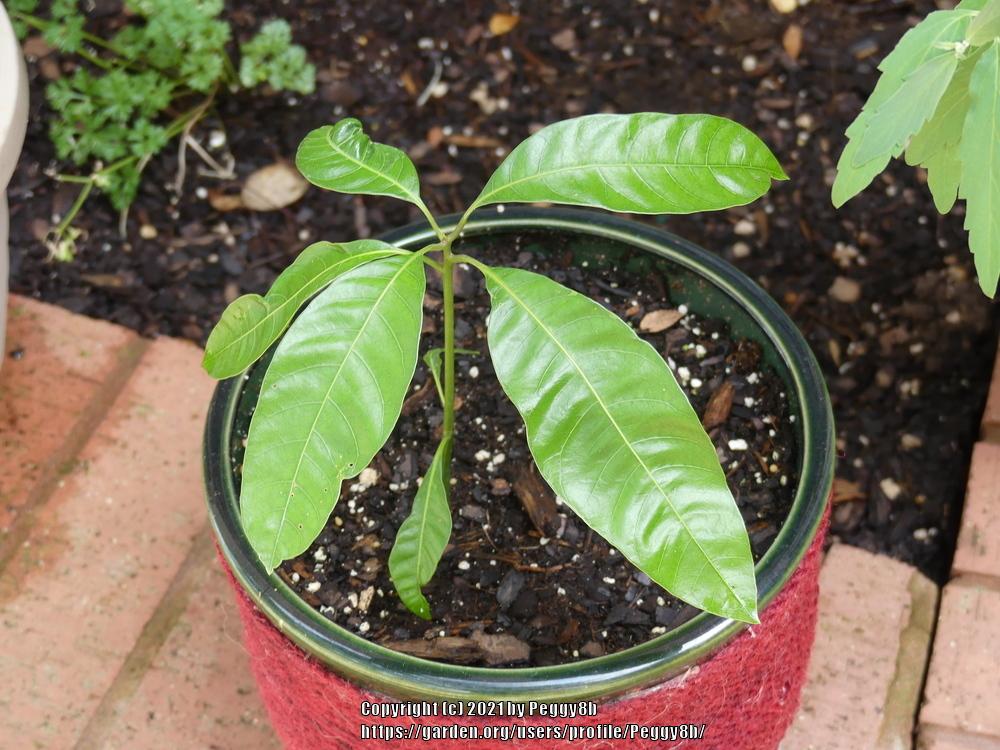 Photo of Common Mango (Mangifera indica) uploaded by Peggy8b