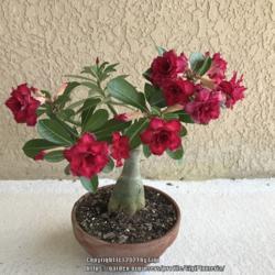 Location: Tampa, Florida
Date: 2021-08-01
MD Adenium #1 Mother’s Day 2015