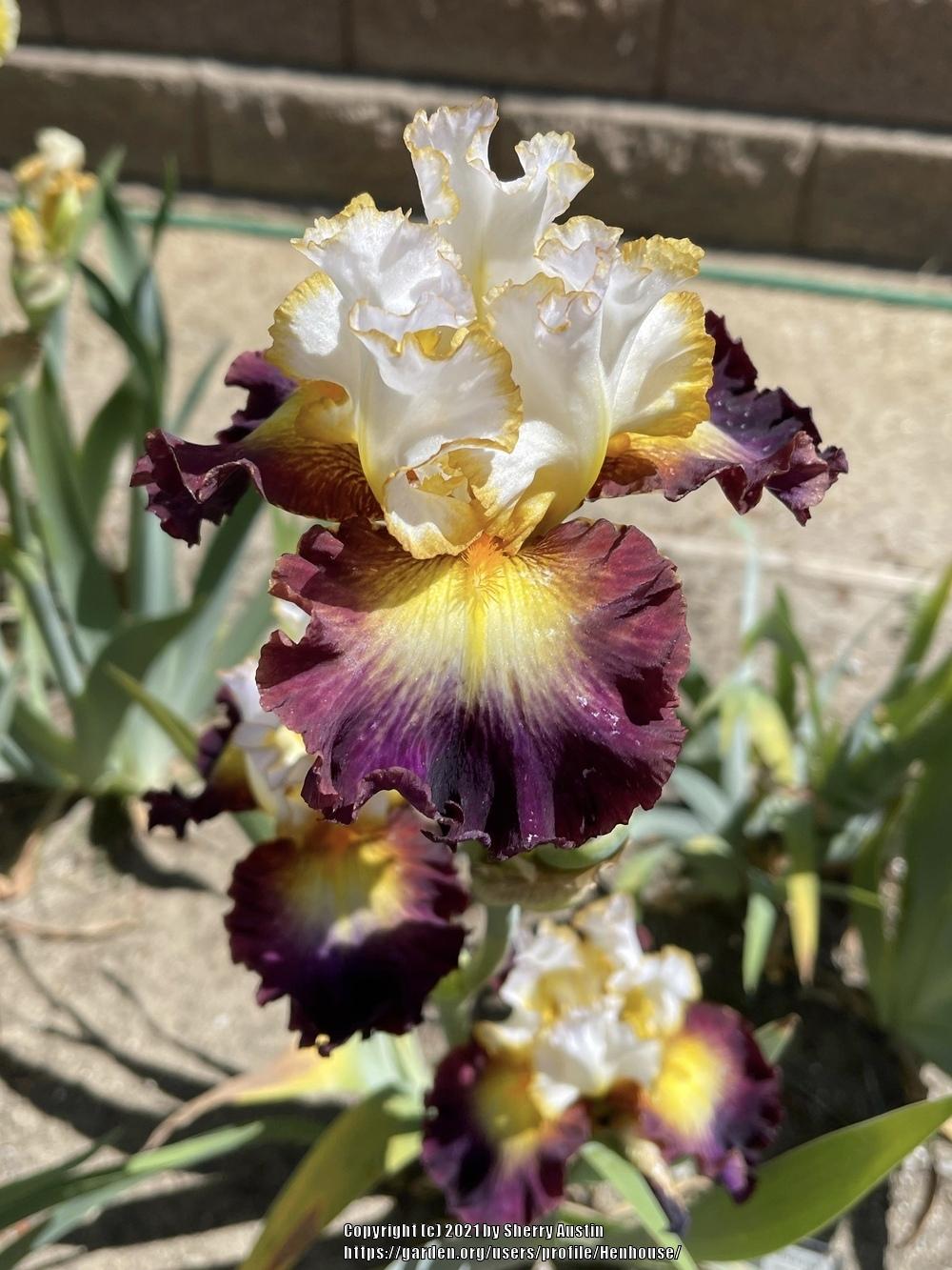 Photo of Tall Bearded Iris (Iris 'Superhero') uploaded by Henhouse