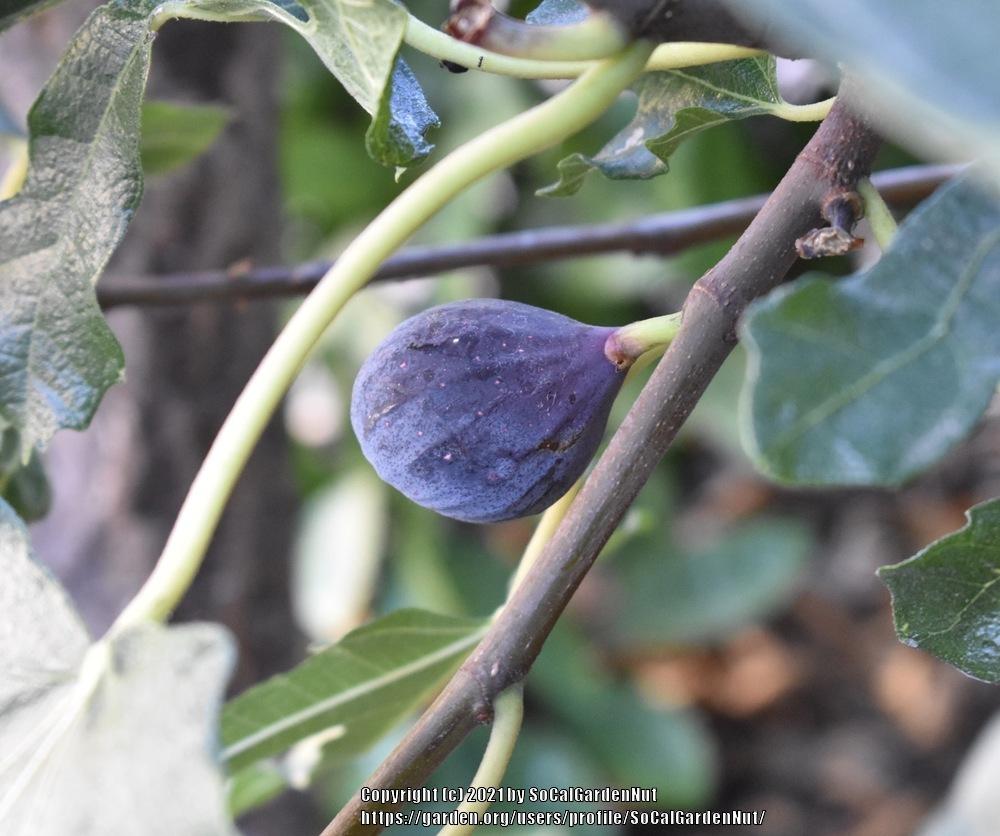 Photo of Common Fig (Ficus carica 'Violette de Bordeaux') uploaded by SoCalGardenNut
