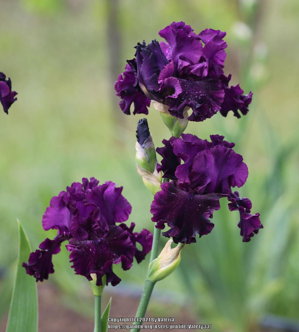 Photo of Tall Bearded Iris (Iris 'Purple Punch') uploaded by Valery33