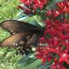 Penta #1 butterfly plant