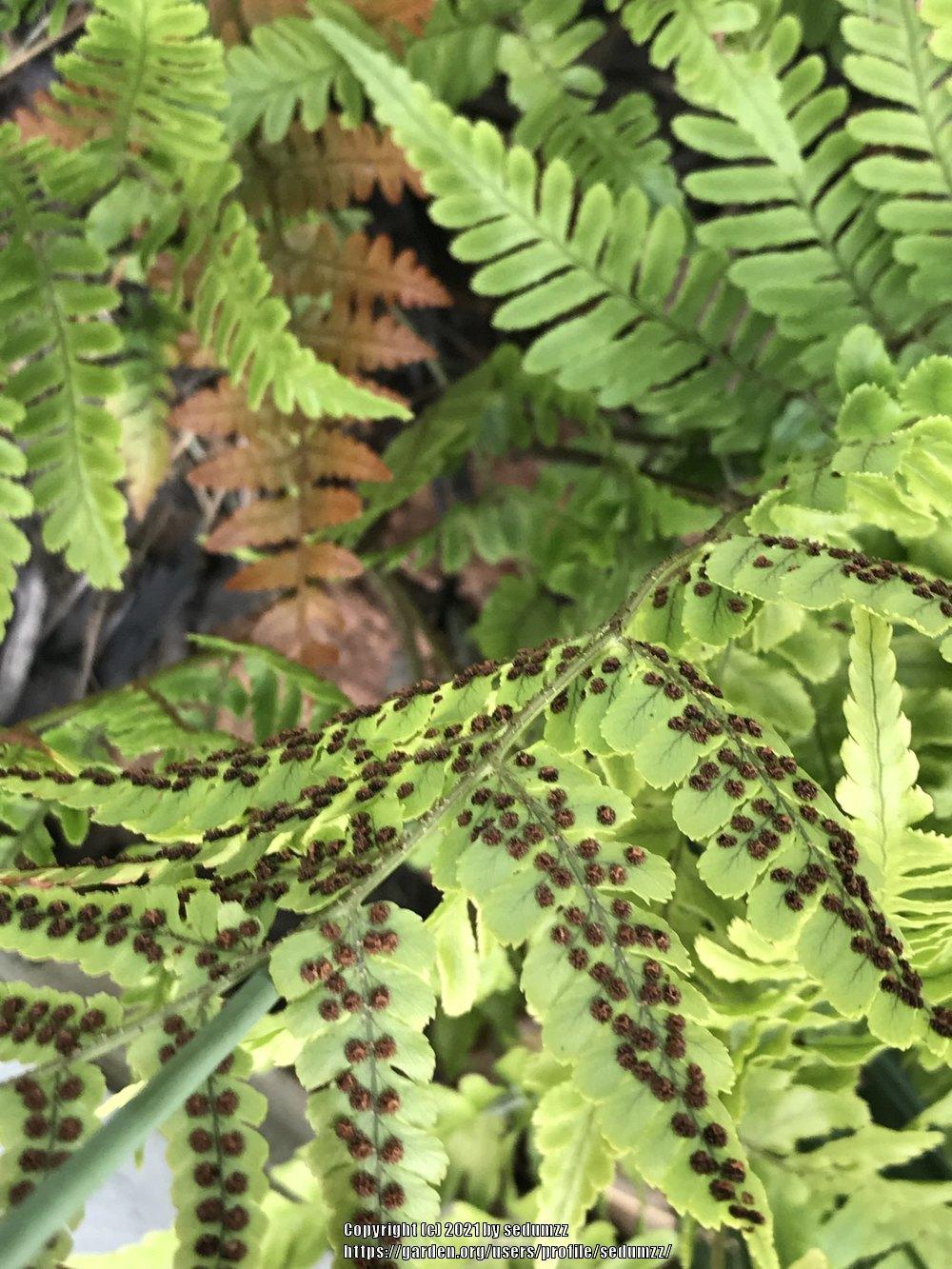 Photo of Autumn Shield Fern (Dryopteris erythrosora) uploaded by sedumzz