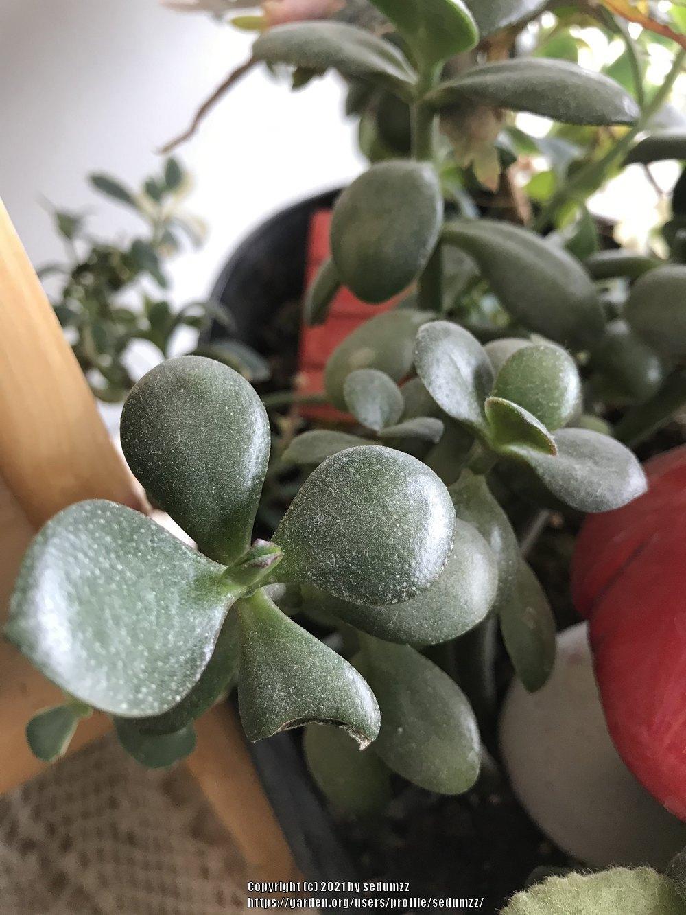 Photo of Jade Plant (Crassula ovata) uploaded by sedumzz