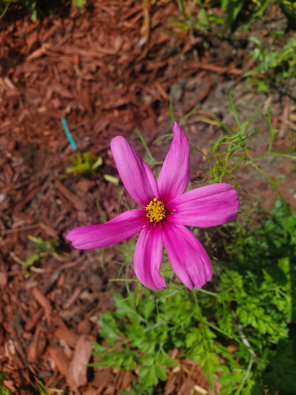 Photo of Cosmos uploaded by AnthonyF