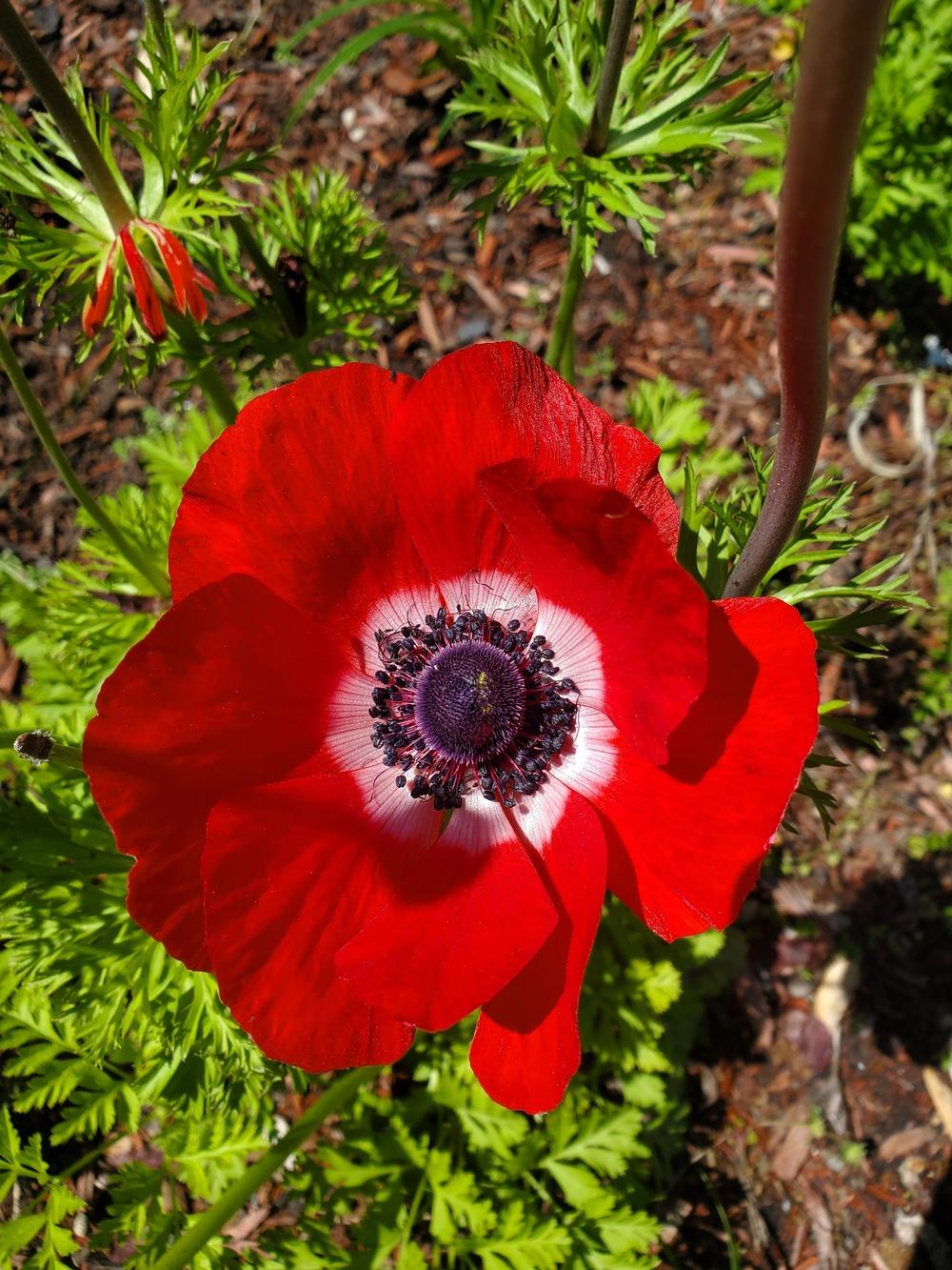 Photo of Poppy Anemone (Anemone coronaria) uploaded by AnthonyF
