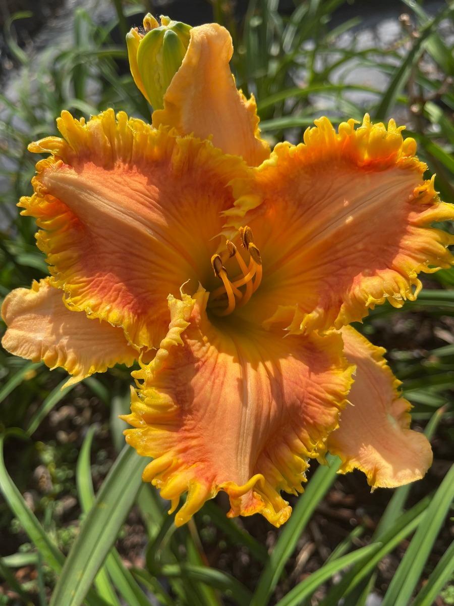 Photo of Daylily (Hemerocallis 'Abstract Orange') uploaded by Calif_Sue