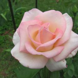 Location: charlottetown, pei, canada
Date: 2021-07-27
Rosa 'Pink Promise',second yr. plant has grown well ,very nice bu