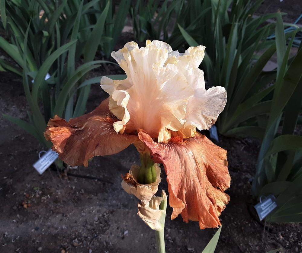 Photo of Tall Bearded Iris (Iris 'Beyond the Rainbow') uploaded by Bitoftrouble