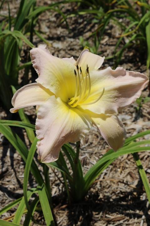 Photo of Daylily (Hemerocallis 'What a Day for a Daydream') uploaded by Hembrain