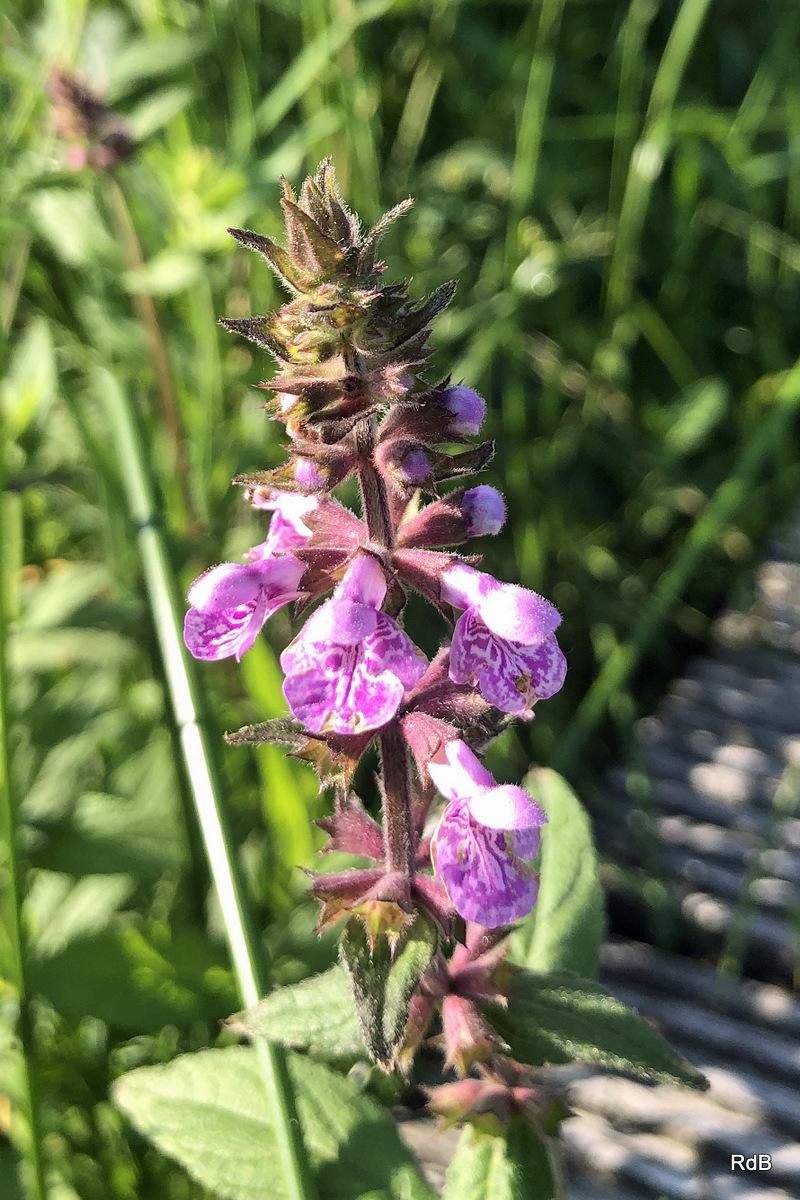 Photo of Marsh Woundwort (Stachys palustris) uploaded by RuuddeBlock