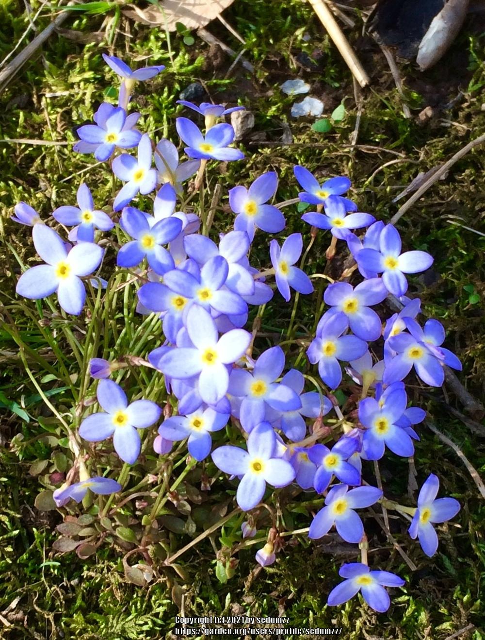 Photo of Bluets (Houstonia caerulea) uploaded by sedumzz
