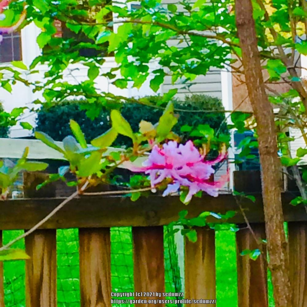 Photo of Rhododendrons (Rhododendron) uploaded by sedumzz