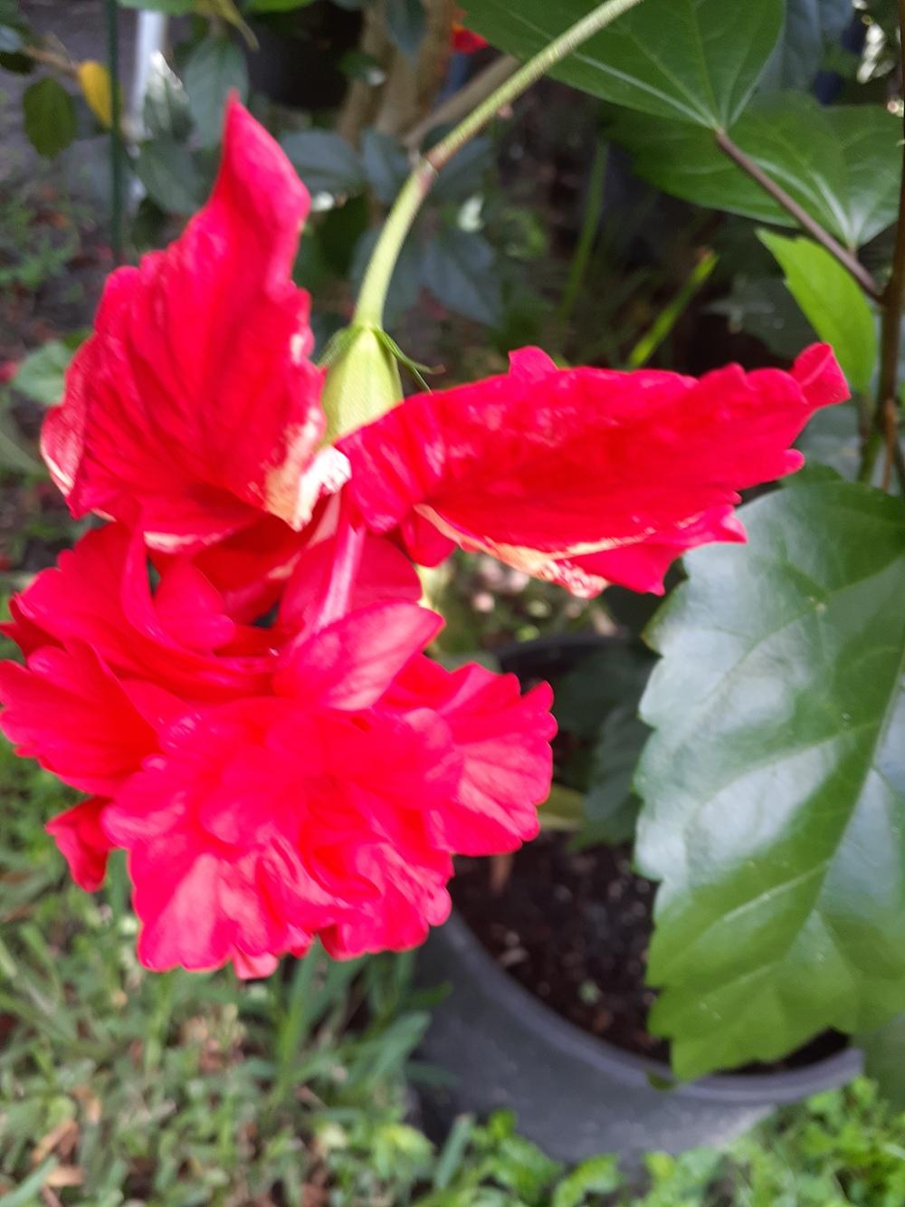 Photo of Tropical Hibiscus (Hibiscus rosa-sinensis 'El Capitolio Sport') uploaded by zeta7