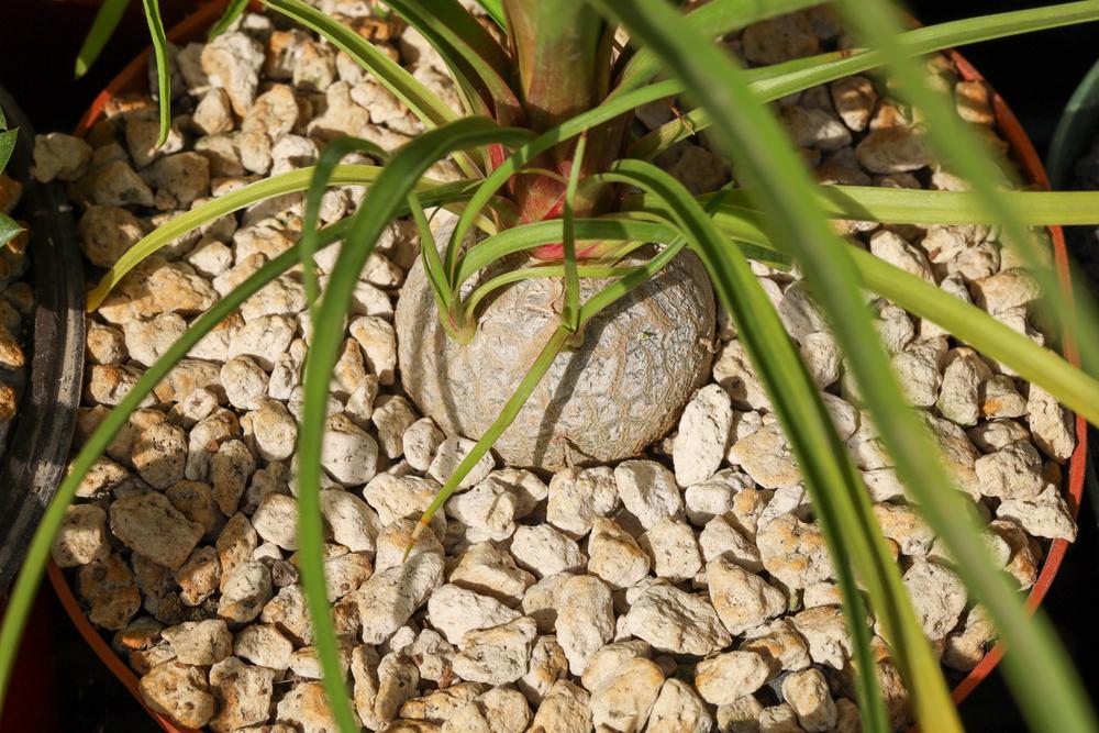 Photo of Ponytail Palm (Beaucarnea recurvata) uploaded by Baja_Costero