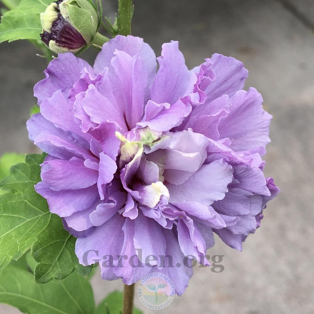 Photo of Althea (Hibiscus syriacus Blueberry Smoothie™) uploaded by BlueOddish
