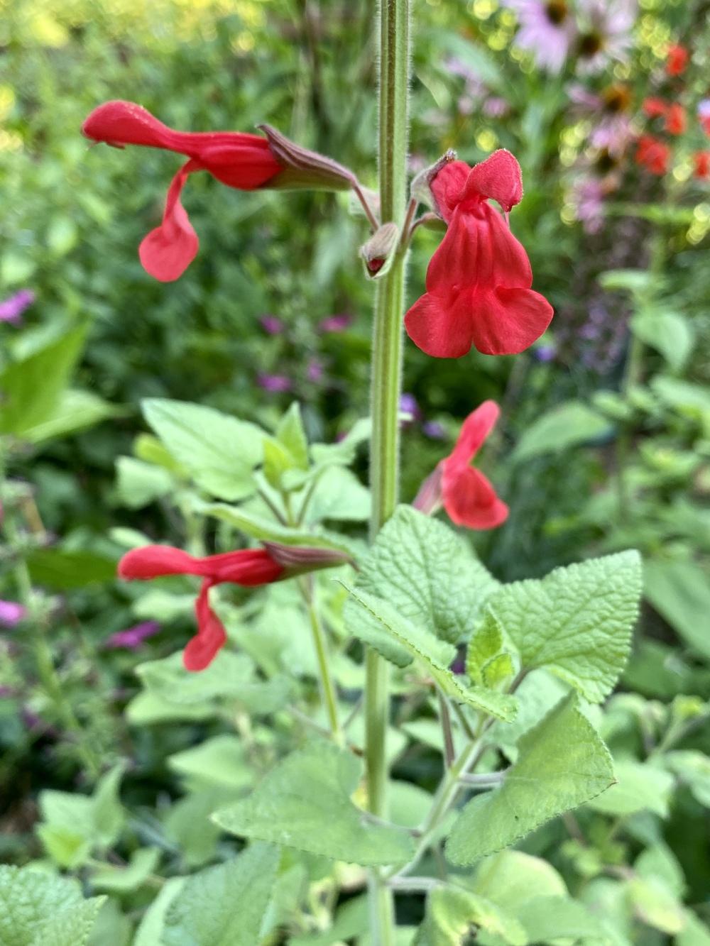 Photo of Red Mountain Sage (Salvia darcyi) uploaded by Gerris2