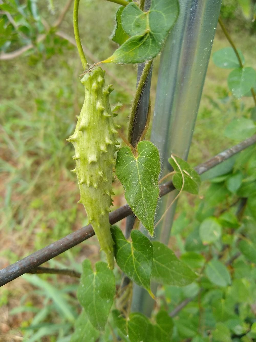 Photo of Pearl Milkweed Vine (Dictyanthus reticulatus) uploaded by christinereid54