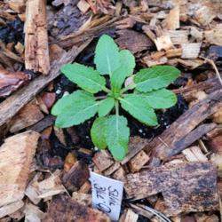 Location: Ann Arbor, Michigan
Date: 2021-08-05
Winter Sown young perennial plant, Blue Queen Salvia