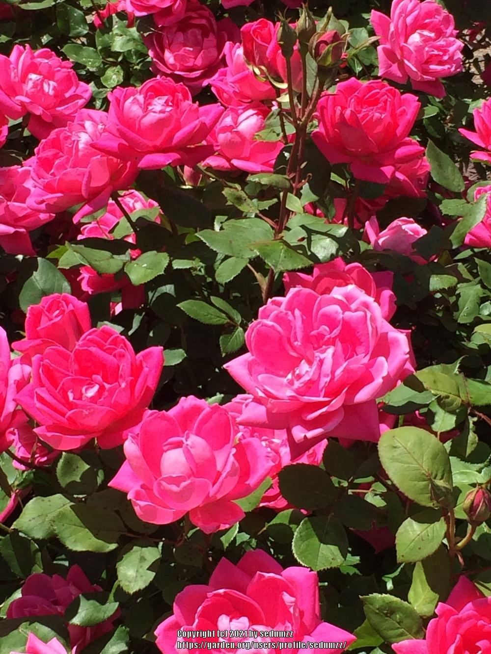 Photo of Roses (Rosa) uploaded by sedumzz