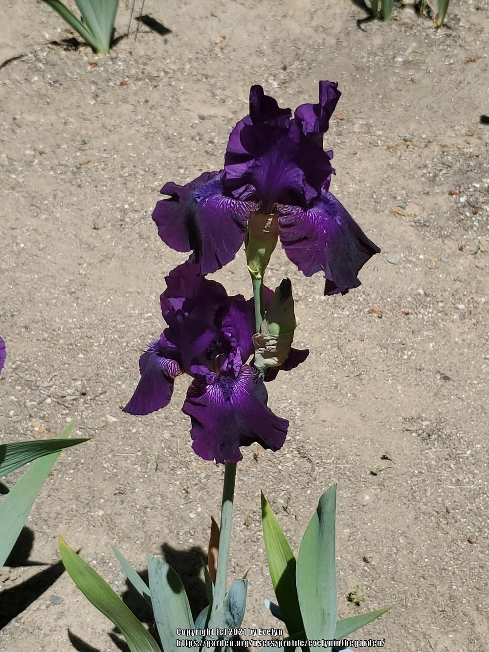 Photo of Tall Bearded Iris (Iris 'Batman') uploaded by evelyninthegarden