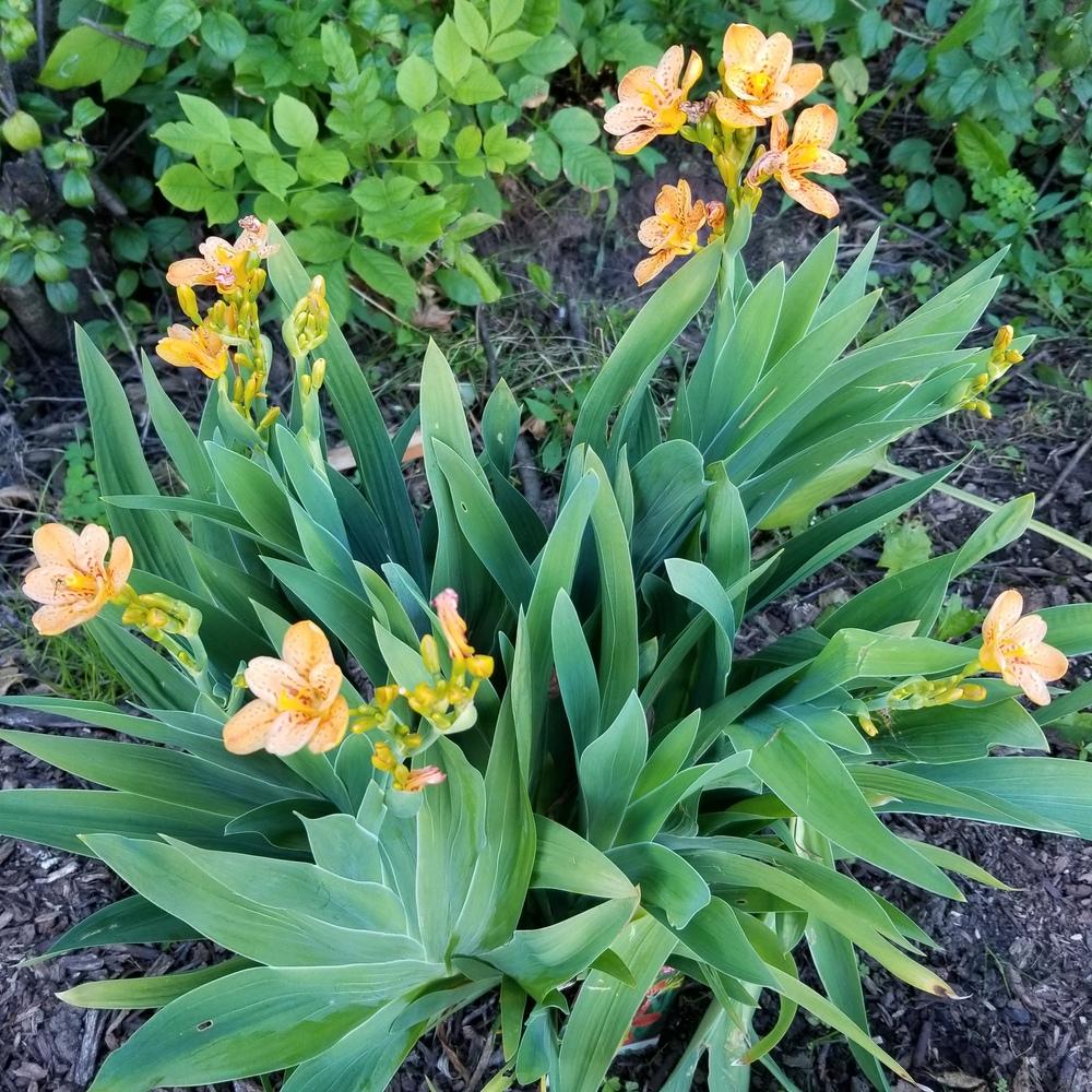 Photo of Species Iris (Iris domestica 'Freckle Face') uploaded by jillfm